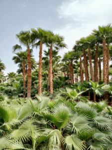 زراعة النخيل الرياض