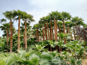 زراعة النخيل الرياض